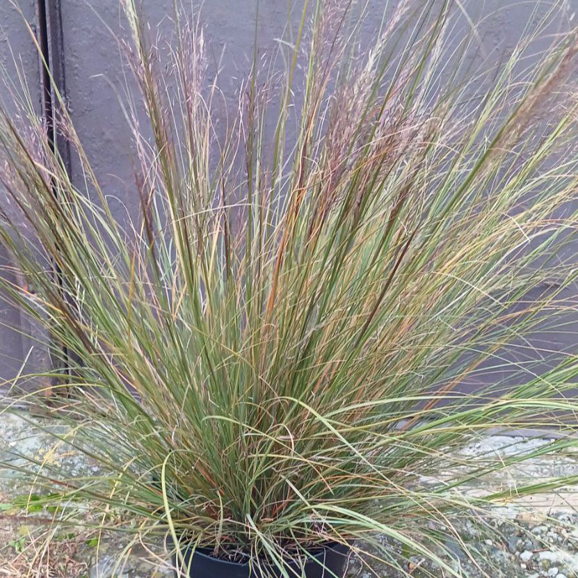 Мюленбергія (Muhlenbergia capillaris)