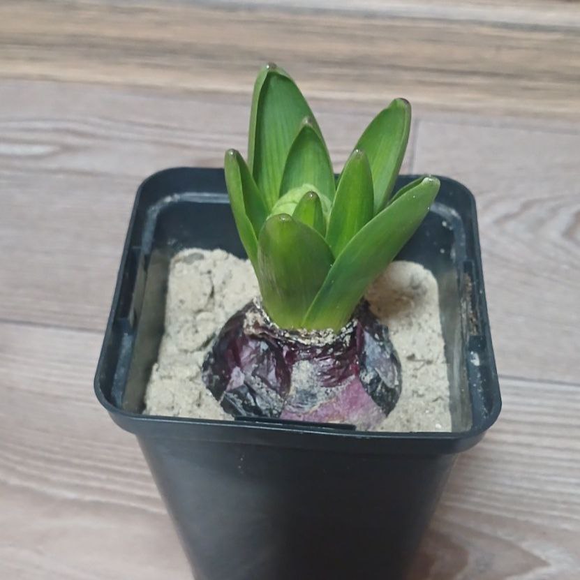 Гіацинт Pink Pearl