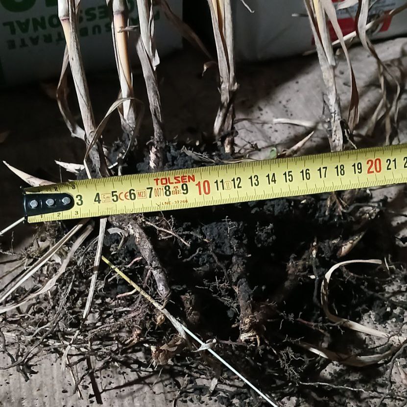 Міскантус гігантський (Miscanthus giganteus)