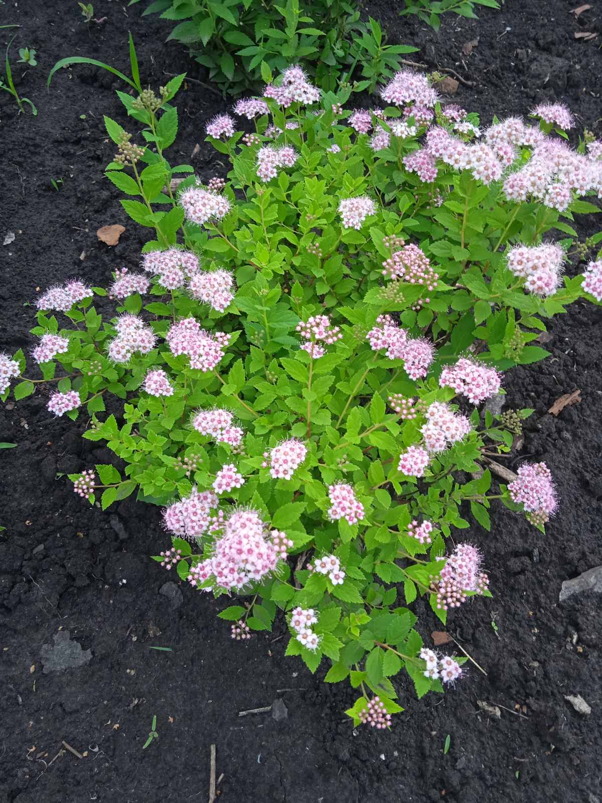 Спірея японська Golden Princess