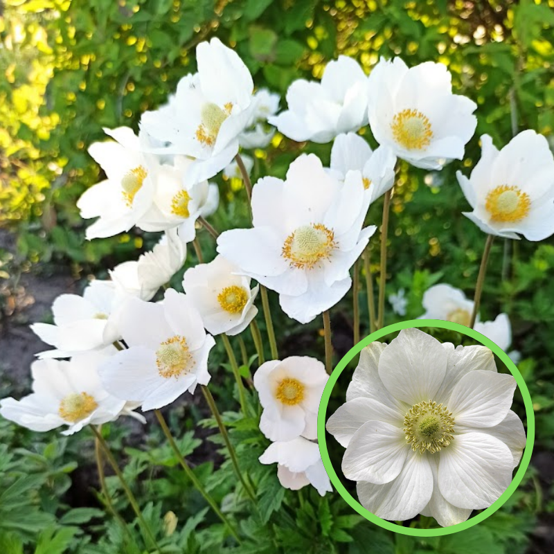 Анемона біла (горщик 1 л.)