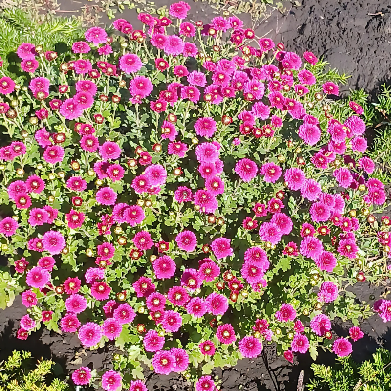 Хризантема Ясода Пьорпл