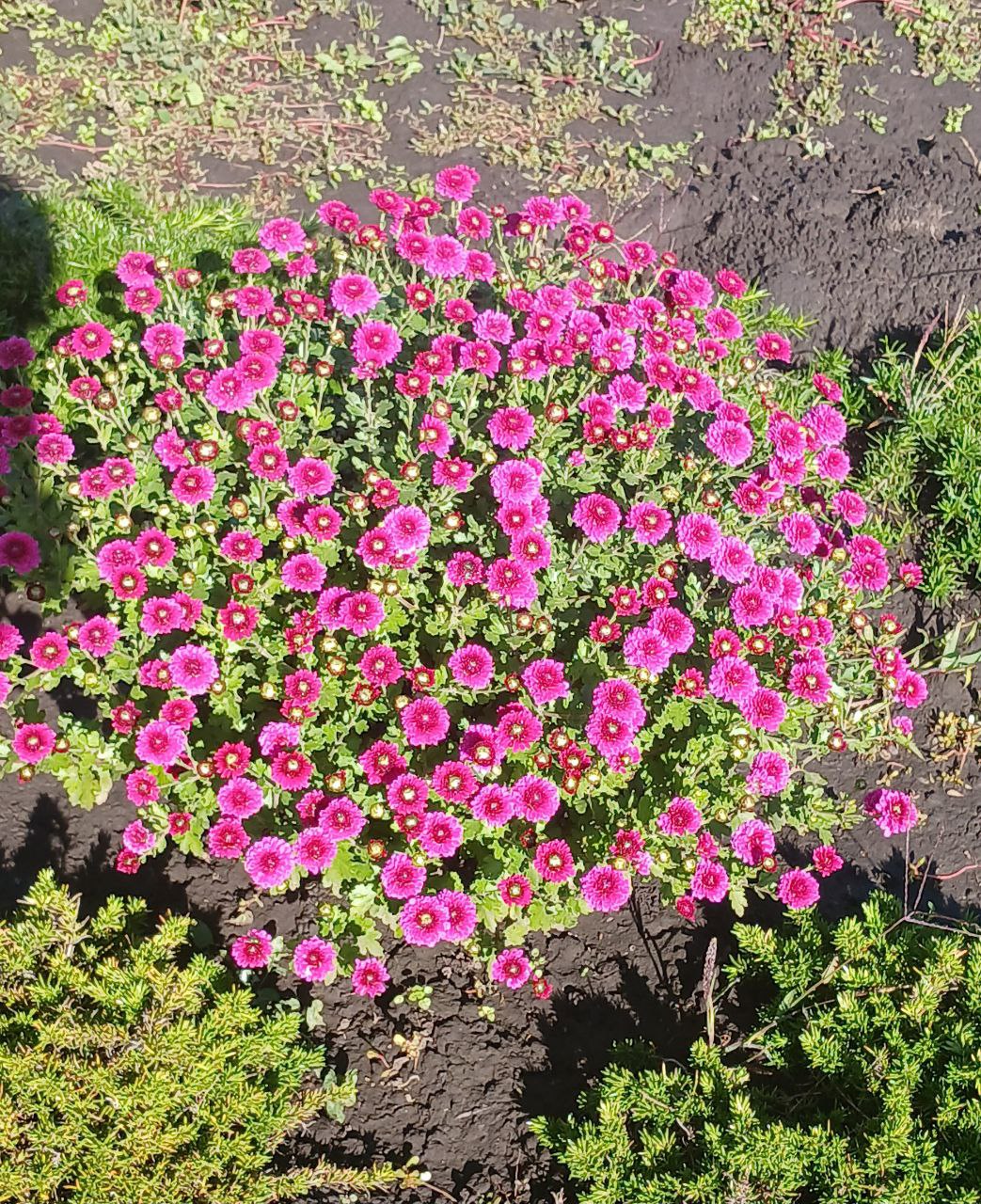 Хризантема Ясода Пьорпл