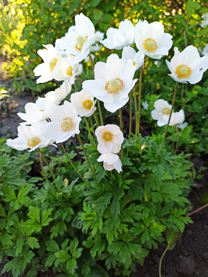 Анемона біла (горщик 1 л.)