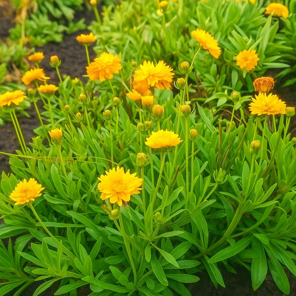 Кореопсис махровий (Coreopsis)