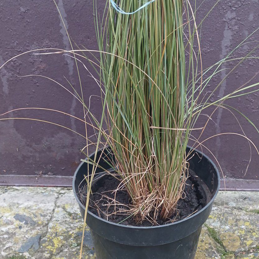 Мюленбергія (Muhlenbergia capillaris)