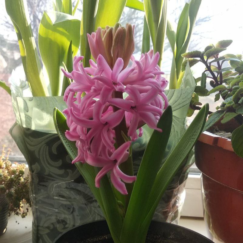 Гіацинт Pink Pearl