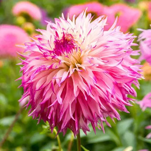 Жоржина Фімбріата Pinelands Princess