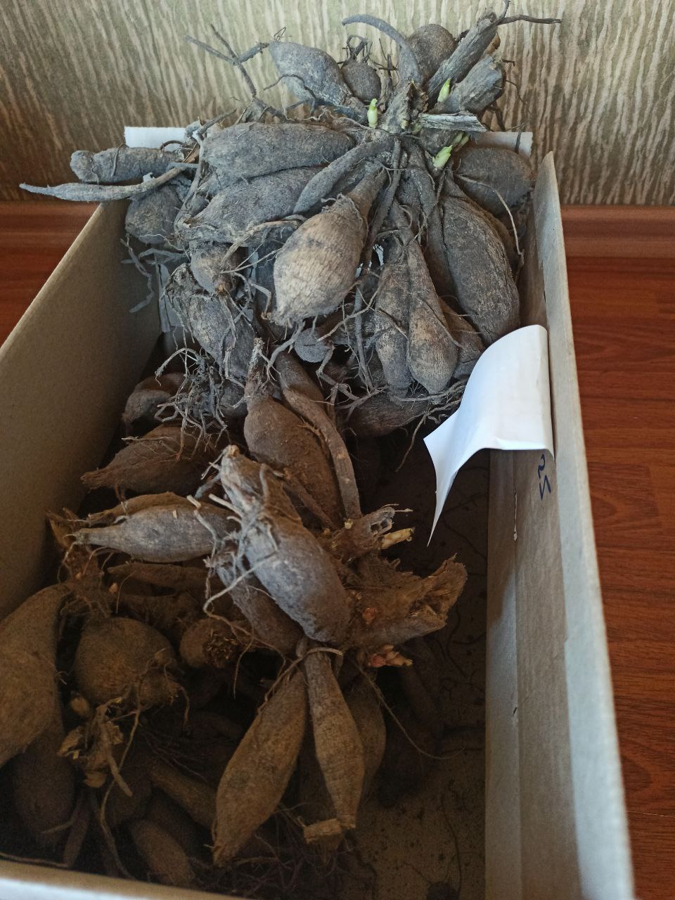 Жоржина Фімбріата Pinelands Princess