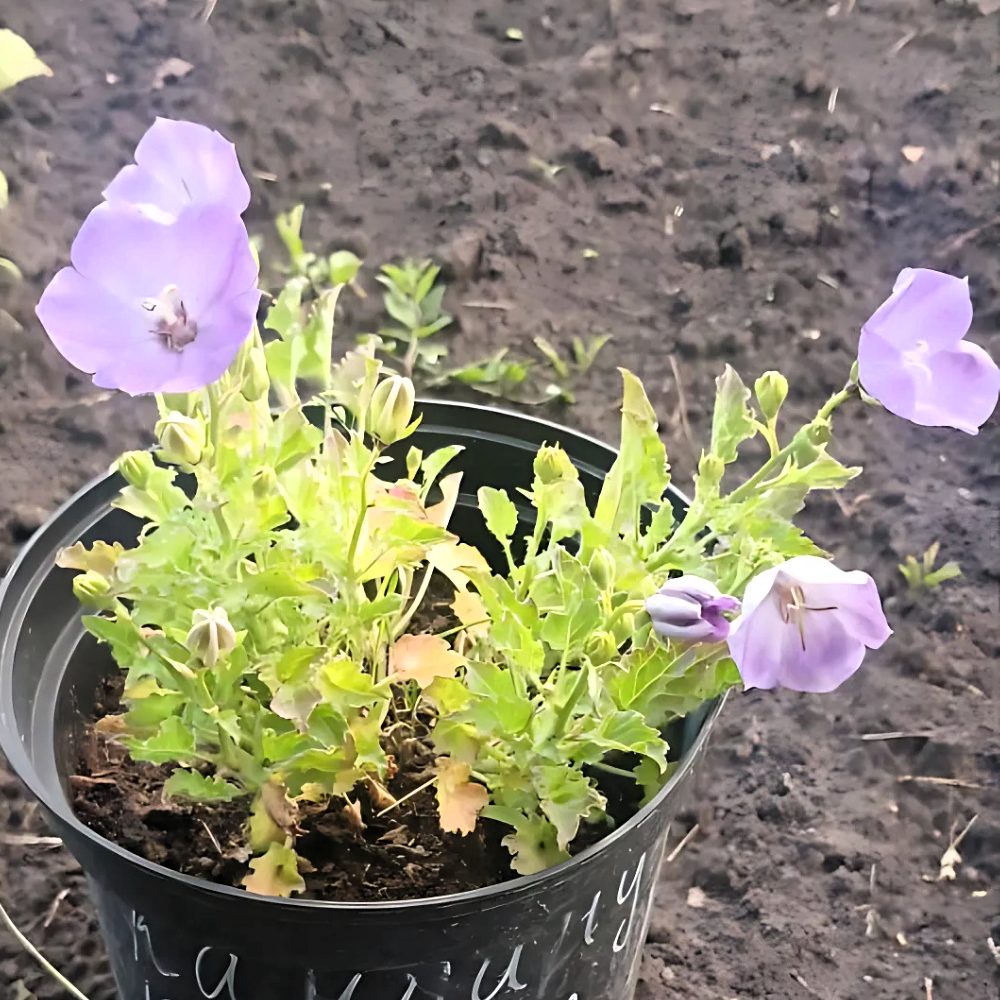 Кампанула Carillon Blue (Дзвіночок)