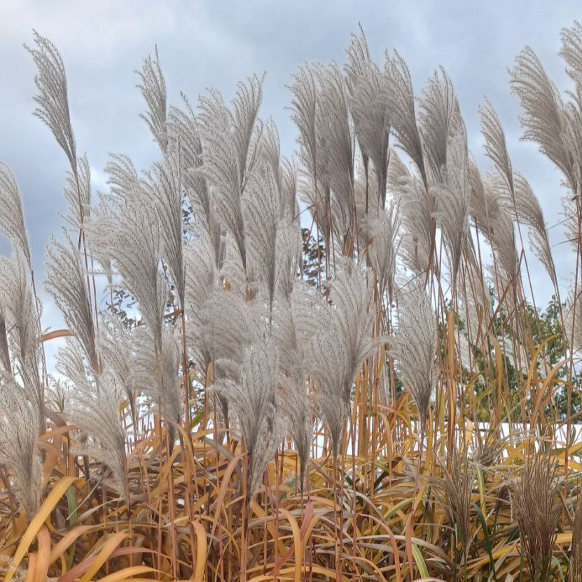 Міскантус гігантський (Miscanthus giganteus)