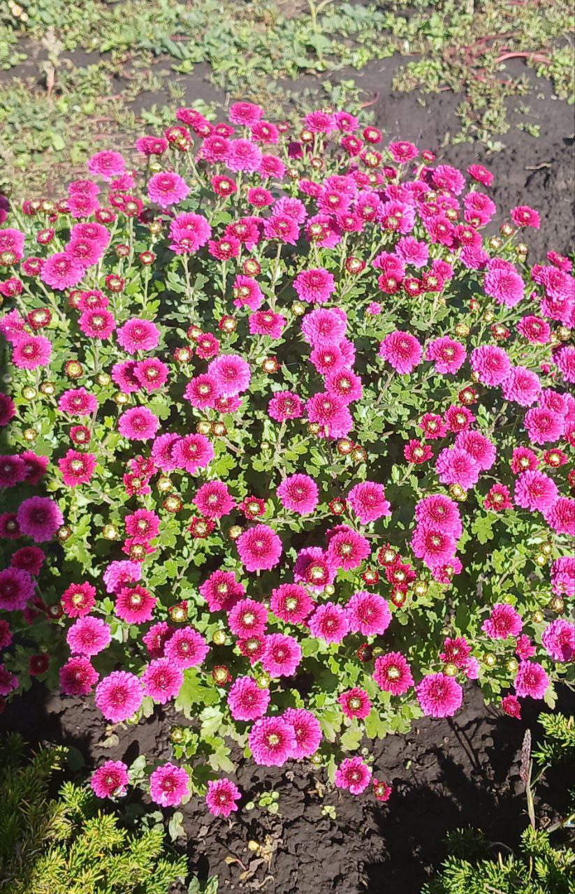 Хризантема Ясода Пьорпл