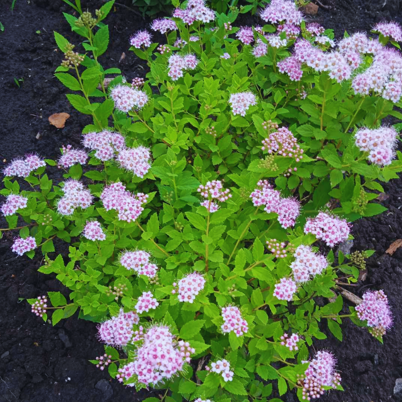 Спірея японська Golden Princess